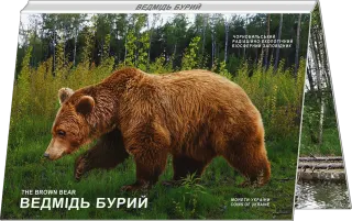 Чорнобиль. Відродження. Ведмідь бурий у сувенірній упаковці