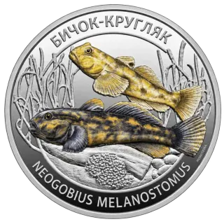 Бичок-кругляк (Neogobius melanostomus)