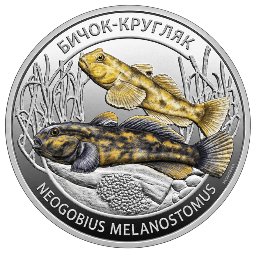 Бичок-кругляк (Neogobius melanostomus), 5 грн, 2025 — аверс